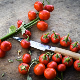 Ensoro Ewia Eggplants on the stem and loose with a knife on wood.
