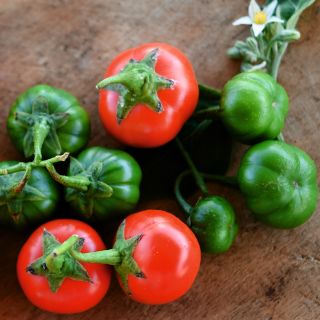 Close-up view of red and green Ensoro Ewia Eggplants with a bloom on a wooden background.