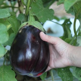 Black Beauty Eggplant on vine in garden.