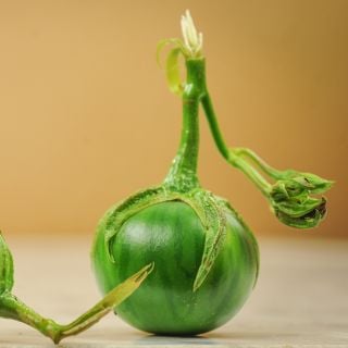 Gboma or Gbogname Eggplant standing up tall with short stem.