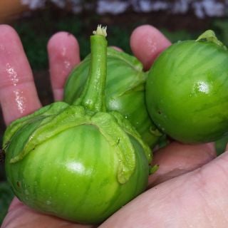 Gboma or Gbogname Eggplant in hand