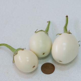 Japanese White Egg Eggplant with coin for size reference.