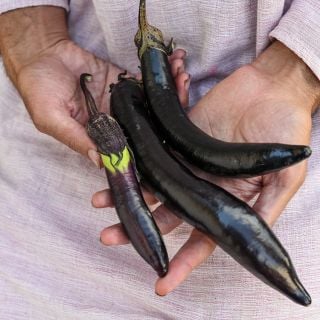 Nagasaki Long Eggplant.