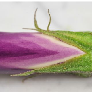 Close-up Ping Tung Eggplant showing color variation during growing.