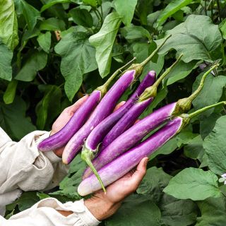 PIng Tung Eggplant freshly picked from garden.
