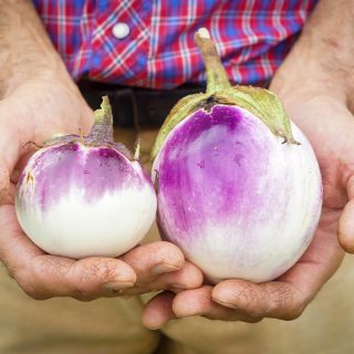 Two Rosa Bianca Eggplants being held fresh from the garden.