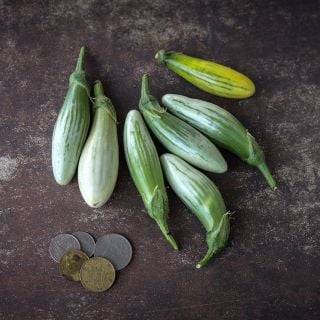 Thai Green Frog Fingers Eggplant with coins for size reference.
