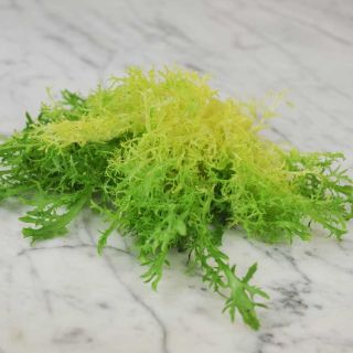 De Louviers Endive on a marble background.