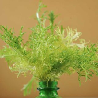 Close-up of a De Louviers Endive in a green glass vase on a tan background.