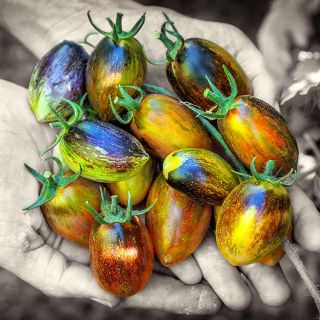Hands holding a dozen Atomic Grape Tomatoes.