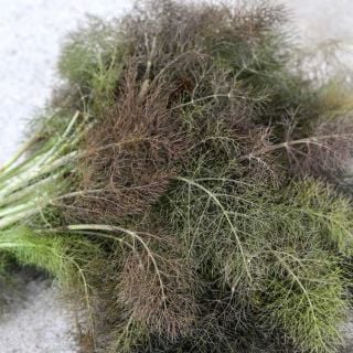 Bronze Fennel on a white background.