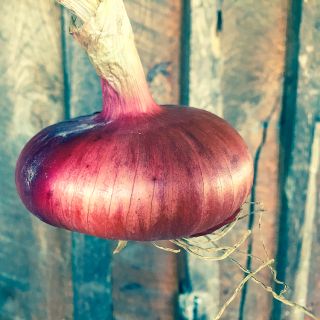 Flat of Italy Onion close-up in front of wooden wall.