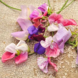 Old Spice Mix Sweet Pea flowers on a rustic wood background.