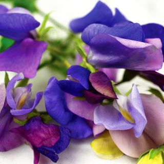 A close-up detail of several Blue Reflections Sweet Pea flowers.