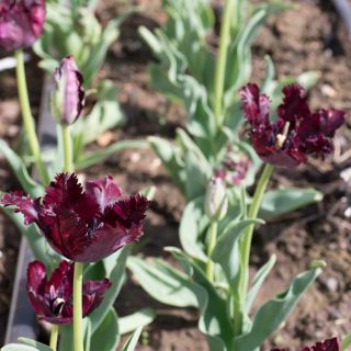 Black Parrot Tulips in rows growing in the garden.