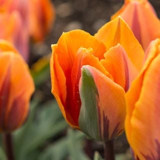 Princess Irene Tulip (10 bulbs) 