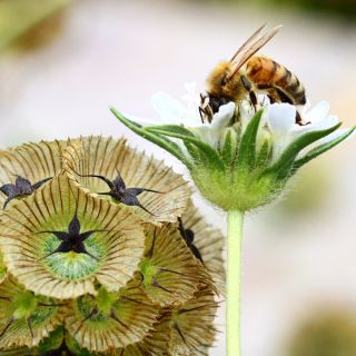 A bee gathers pollen from a Paper Moon Scabiosa flower in the trial gardens at Baker Creek.