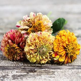 Four Peppermint Sticks Zinnias on a rustic wood table.