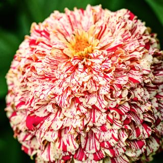 A single Peppermint Sticks Zinnia blooing on the farm at Baker Creek.