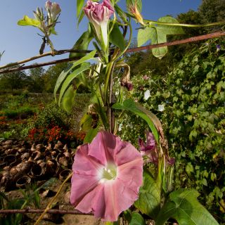 Chocolate Morning Glory growing in garden.