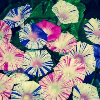 Carnevale Di Venezia - Morning Glory