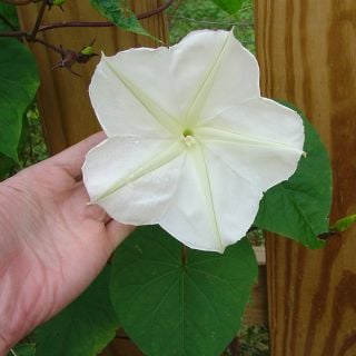 Moonflower Morning Glory with dew drops.
