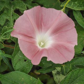 Chocolate Morning Glory growing in garden.