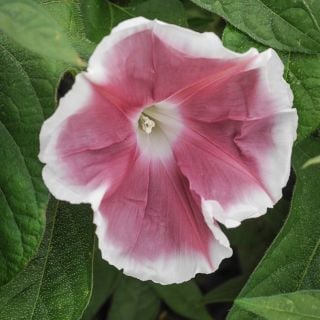 Chocolate Morning Glory growing in garden.