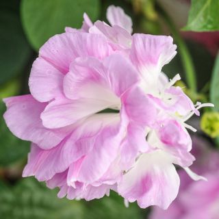 Macro of the delicate pink petals on a Split Second Morning Glory.