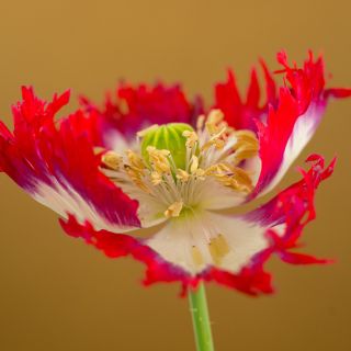 Danish Flag Poppy showing colors and center on brown background.