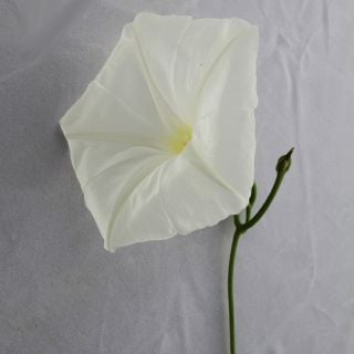 Large Moonflower Morning Glory bloom.