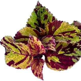 Folia Picasso Coleus leaves on white background.