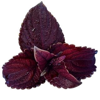 Folia Velvet Coleus leaves on a white background.
