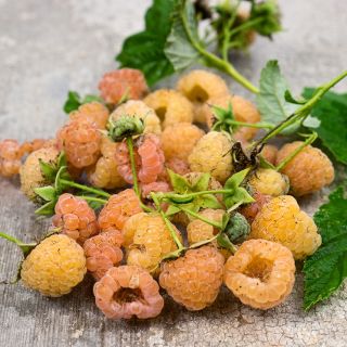 Fall Gold Raspberries reclining on a wooden background.