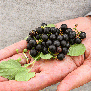 Outstretched hand holding Wonderberries