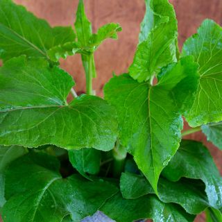 A close-up of Gabonese Sorrel leaves against a wooden background.