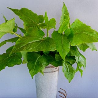 Gabonese Sorrel in florist bucket against a grey wall.