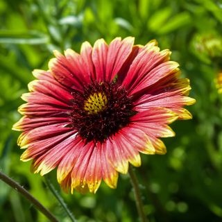 Gaillardia Indian Blanket - Wildflower growing in garden.