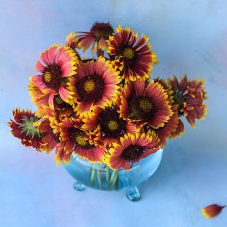 Indian Blanket Gaillardia in clear bowl on blue background.