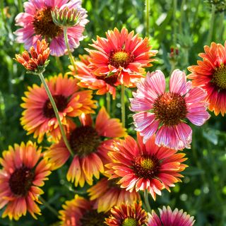 Indian Blanket Gaillardia growing in garden.