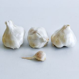 A trio of Chet's Italian Garlic bulbs with a clove in row on a white background.