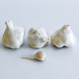A trio of Chet's Italian Garlic bulbs in row with a clove on a white background.
