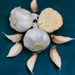 Cut and whole Nootka Rose Garlic Bulbs with cloves on a deep blue background.