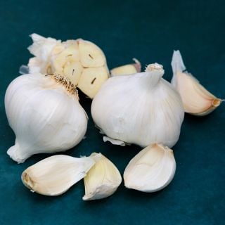 Nootka Rose Garlic Bulbs with cloves arranged on deep blue background.