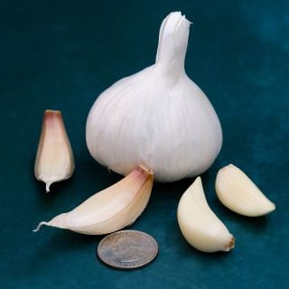 A Nootka Rose Garlic Bulb with cloves on a dark blue background.