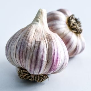 A close-up macro of Persian Star Garlic bulbs on a light background.