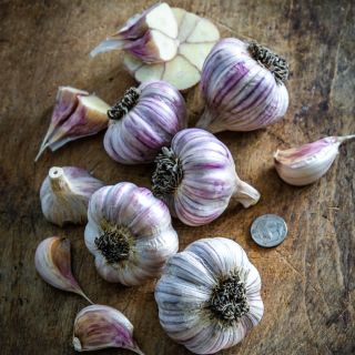 An array of Persian Star Garlic bulbs and cloves on wood with a buffalo nickel to show size.