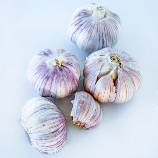 Vietnamese Purple Garlic cloves and bulbs on white background.