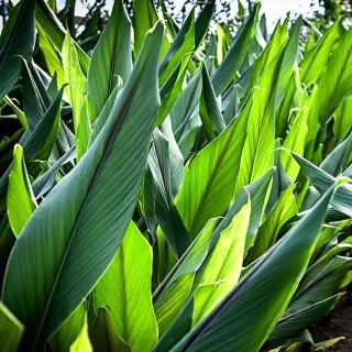 Edible Root Ginger Plants growing in the greenhouses at Baker Creek in Missouri.