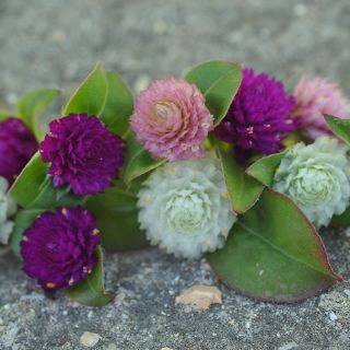 Globosa Mixed Gomphrena